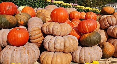 MIXED SEEDS! 50+ Pumpkin and Winter Squash MIX Seeds NON-GMO 25 Varieties Delicious Grown in USA. Rare, Super Profilic and Delicious HARLEY SEEDS in Saudi Arabia