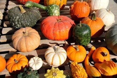 MIXED SEEDS! 50+ Pumpkin and Winter Squash MIX Seeds NON-GMO 25 Varieties Delicious Grown in USA. Rare, Super Profilic and Delicious HARLEY SEEDS in Saudi Arabia