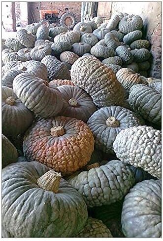 MIXED SEEDS! 50+ Pumpkin and Winter Squash MIX Seeds NON-GMO 25 Varieties Delicious Grown in USA. Rare, Super Profilic and Delicious HARLEY SEEDS in Saudi Arabia