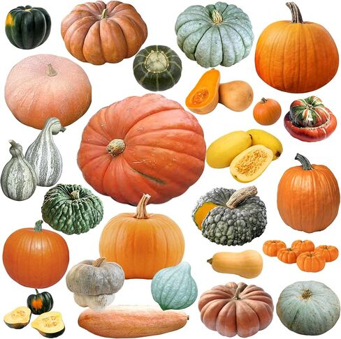 MIXED SEEDS! 50+ Pumpkin and Winter Squash MIX Seeds NON-GMO 25 Varieties Delicious Grown in USA. Rare, Super Profilic and Delicious HARLEY SEEDS in Saudi Arabia