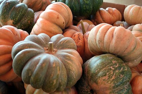 MIXED SEEDS! 50+ Pumpkin and Winter Squash MIX Seeds NON-GMO 25 Varieties Delicious Grown in USA. Rare, Super Profilic and Delicious HARLEY SEEDS in Saudi Arabia