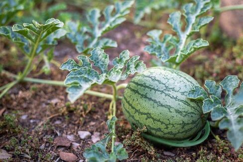 8 Pack - Melon Cradle - Plant & Garden Support Protector for Watermelon, Squash, Pumpkin - Holds up to 8 lbs in Kuwait