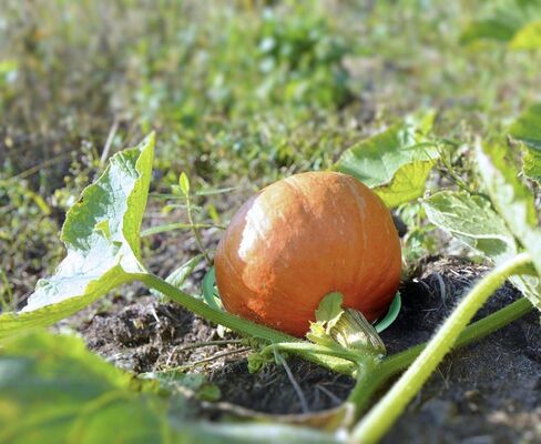 8 Pack - Melon Cradle - Plant & Garden Support Protector for Watermelon, Squash, Pumpkin - Holds up to 8 lbs in Kuwait
