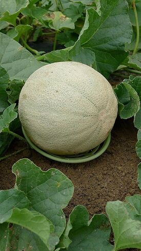 8 Pack - Melon Cradle - Plant & Garden Support Protector for Watermelon, Squash, Pumpkin - Holds up to 8 lbs in Kuwait