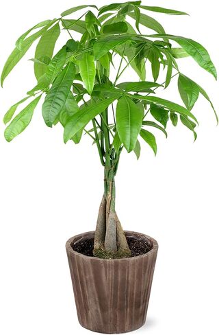 Just Add Ice JA5031 Money Tree in Brown Wilson Wood Pottery, Live Indoor Plant, Fully-Rooted, Healthy Leaves, Easy to Grow Gift for Friend, Natural Home Décor Pachira Planter, 5" Diameter, 16" Tall in Saudi Arabia
