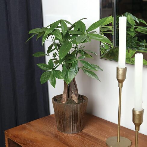 Just Add Ice JA5031 Money Tree in Brown Wilson Wood Pottery, Live Indoor Plant, Fully-Rooted, Healthy Leaves, Easy to Grow Gift for Friend, Natural Home Décor Pachira Planter, 5" Diameter, 16" Tall in Saudi Arabia