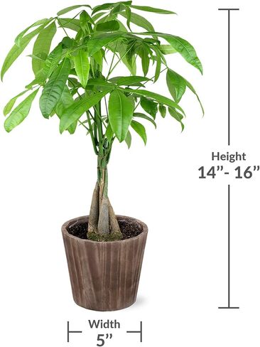 Just Add Ice JA5031 Money Tree in Brown Wilson Wood Pottery, Live Indoor Plant, Fully-Rooted, Healthy Leaves, Easy to Grow Gift for Friend, Natural Home Décor Pachira Planter, 5" Diameter, 16" Tall in Saudi Arabia