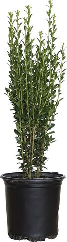 2.5 Qt - Sky Pencil Holly - Evergreen Shrub with an Upright and Slender Growth Habit in Saudi Arabia