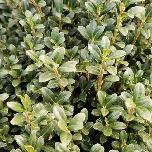2.5 Qt - Sky Pencil Holly - Evergreen Shrub with an Upright and Slender Growth Habit in Saudi Arabia