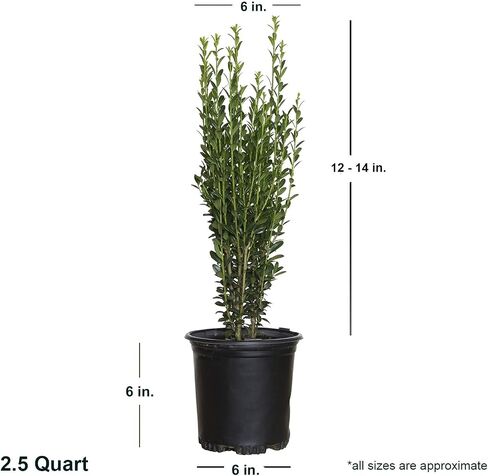 2.5 Qt - Sky Pencil Holly - Evergreen Shrub with an Upright and Slender Growth Habit in Saudi Arabia