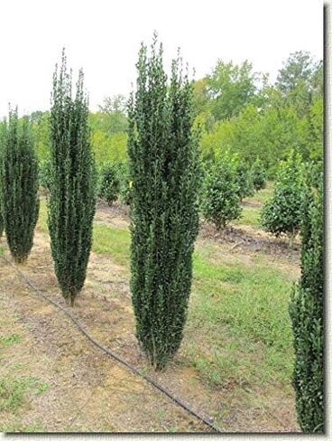 2.5 Qt - Sky Pencil Holly - Evergreen Shrub with an Upright and Slender Growth Habit in Saudi Arabia
