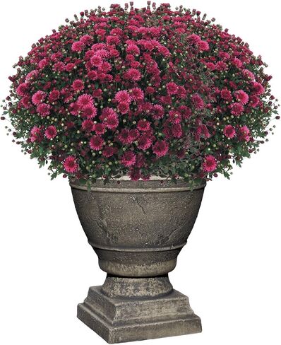 Classic Home and Garden Spartan Urn, Cast Iron, 14.75" Height X 12" Diameter in Kuwait