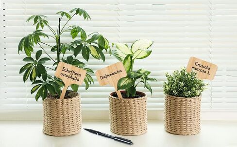 Boxgear 50pcs Bamboo Plant Labels (T-Type) with a Marker Pen, Garden Markers, Plant Tags, Wooden Plant Sign, Gardening Accessories, Garden Markers for Seed Potted Herbs Flowers Vegetables in Kuwait