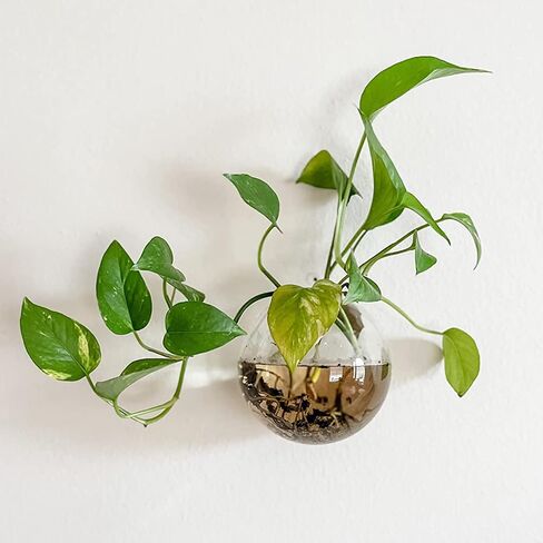 yarlung Set of 6 Wall Hanging Planters Terrarium, Glass Oblate Globe Plants Containers Wall Mount Flower Vase for Propagating Hydroponics Plants, Air Plants (Plants Not Included) in Saudi Arabia