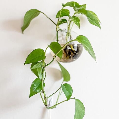 yarlung Set of 6 Wall Hanging Planters Terrarium, Glass Oblate Globe Plants Containers Wall Mount Flower Vase for Propagating Hydroponics Plants, Air Plants (Plants Not Included) in Saudi Arabia