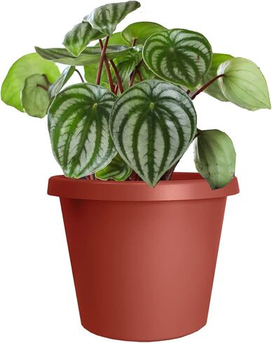 The HC Companies 6 Inch Round Prima Planter - Small Plastic Plant Pot with Rolled Rim for Indoor Outdoor Plants Flowers Herbs, Black in Saudi Arabia
