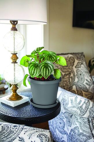 The HC Companies 6 Inch Round Prima Planter - Small Plastic Plant Pot with Rolled Rim for Indoor Outdoor Plants Flowers Herbs, Black in Saudi Arabia