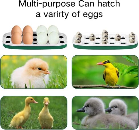 حاضنة بيض الدجاج، تتحكم تلقائيًا في الرطوبة ودرجة الحرارة مع وظيفة اختبار البيض المخصب، تفقس أنواعًا مختلفة من البيض (8 بيضات دجاج) in Kuwait