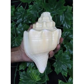 Blowing Shankh Vamavarti Dattatreya - Original Natural Color Conch Shell - Puja Ritual - Shankh - Shankhnaad (6.0 inch) in Kuwait
