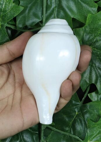 Genuine Blowing Shankh Vamavarti Dattatreya - Conch Shells - Puja Ritual - Plain Pooja Shankh - Shankhnaad (Shankh-3.0-3.5IN) in Kuwait