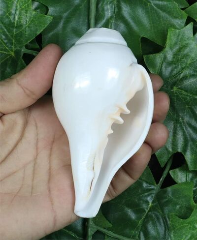 Genuine Blowing Shankh Vamavarti Dattatreya - Conch Shells - Puja Ritual - Plain Pooja Shankh - Shankhnaad (Shankh-3.0-3.5IN) in Kuwait