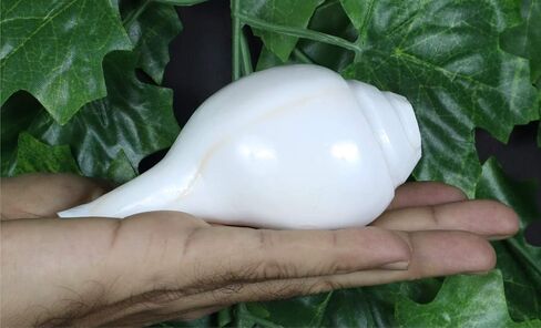 Genuine Blowing Shankh Vamavarti Dattatreya - Conch Shells - Puja Ritual - Plain Pooja Shankh - Shankhnaad (Shankh-3.0-3.5IN) in Kuwait