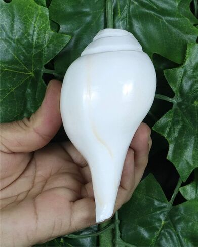 Genuine Blowing Shankh Vamavarti Dattatreya - Conch Shells - Puja Ritual - Plain Pooja Shankh - Shankhnaad (Shankh-3.0-3.5IN) in Kuwait