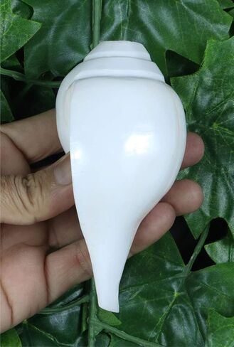 Genuine Blowing Shankh Vamavarti Dattatreya - Conch Shells - Puja Ritual - Plain Pooja Shankh - Shankhnaad (Shankh-3.0-3.5IN) in Kuwait