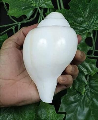 Genuine Blowing Shankh Vamavarti Dattatreya - Conch Shells - Puja Ritual - Plain Pooja Shankh - Shankhnaad (Shankh-3.0-3.5IN) in Kuwait