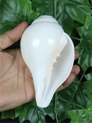 Genuine Blowing Shankh Vamavarti Dattatreya - Conch Shells - Puja Ritual - Plain Pooja Shankh - Shankhnaad (Shankh-3.0-3.5IN) in Kuwait