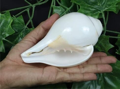 Genuine Blowing Shankh Vamavarti Dattatreya - Conch Shells - Puja Ritual - Plain Pooja Shankh - Shankhnaad (Shankh-3.0-3.5IN) in Kuwait