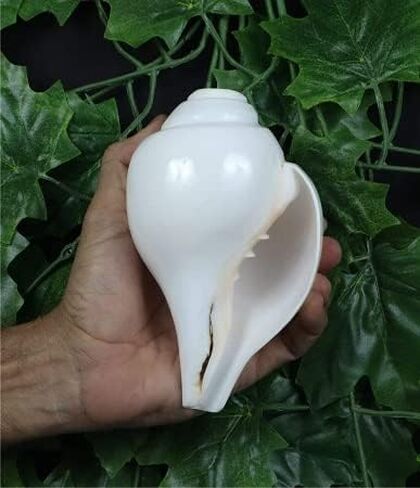 Genuine Blowing Shankh Vamavarti Dattatreya - Conch Shells - Puja Ritual - Plain Pooja Shankh - Shankhnaad (Shankh-3.0-3.5IN) in Kuwait
