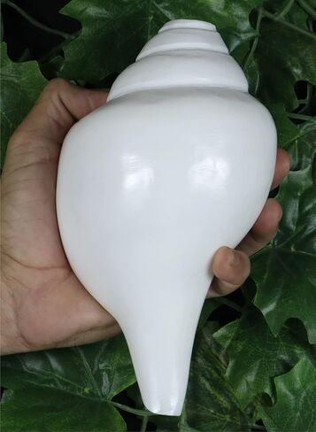 Genuine Blowing Shankh Vamavarti Dattatreya - Conch Shells - Puja Ritual - Plain Pooja Shankh - Shankhnaad (Shankh-3.0-3.5IN) in Kuwait