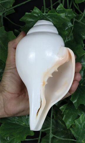 Genuine Blowing Shankh Vamavarti Dattatreya - Conch Shells - Puja Ritual - Plain Pooja Shankh - Shankhnaad (Shankh-3.0-3.5IN) in Kuwait