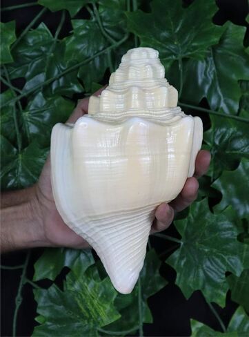 Blowing Shankh Vamavarti Dattatreya - Original Natural Color Conch Shell - Puja Ritual - Shankh - Shankhnaad (6.0 inch) in Kuwait