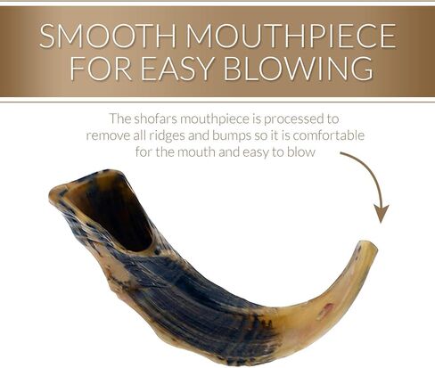 كوشير عديم الرائحة الطبيعية شوفار | قرن الكباش الحقيقي | قطعة فم ناعمة لسهولة النفخ | تتضمن حقيبة برباط مخملية ودليل نفخ شوفار (12 بوصة - 14 بوصة) in Kuwait