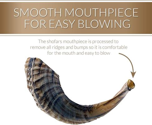 كوشير عديم الرائحة الطبيعية شوفار | قرن الكباش الحقيقي | قطعة فم ناعمة لسهولة النفخ | تتضمن حقيبة برباط مخملية ودليل نفخ شوفار (12 بوصة - 14 بوصة) in Kuwait
