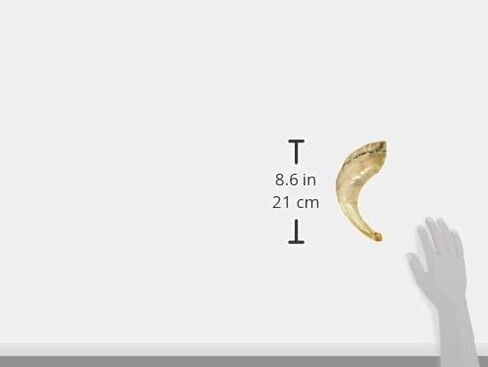 كوشير عديم الرائحة الطبيعية شوفار | قرن الكباش الحقيقي | قطعة فم ناعمة لسهولة النفخ | تتضمن حقيبة برباط مخملية ودليل نفخ شوفار (12 بوصة - 14 بوصة) in Kuwait