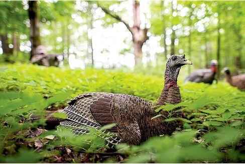 Avian-X LCD Laydown Hen Turkey Decoy | Durable Realistic Lifelike Collapsible Standing Hunting Decoy with Carry Bag & Stake, AVX8011 in Kuwait