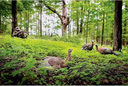 Avian-X LCD Laydown Hen Turkey Decoy | Durable Realistic Lifelike Collapsible Standing Hunting Decoy with Carry Bag & Stake, AVX8011 in Kuwait
