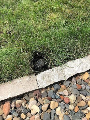 أداة تشذيب رأس مرشات كهربائية من كيفيت تولز بقطر 10.16 سم لتشذيب الدوارات ورؤوس الرذاذ في ثوانٍ! لبخاخات الشعر المتضخم وتنظيف المظهر وملحقات المثقاب اللاسلكي in Kuwait