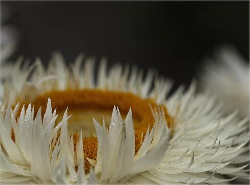 Digital Macro +10 Achromatic Close-Up Screw Mount Lens (67mm) in Saudi Arabia