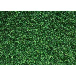 LYWYGG 7x5FT أوراق خضراء خلفيات التصوير الفوتوغرافي خلفية الطبيعة خلفية عيد ميلاد لحفلة عيد ميلاد سلس كشك الصور الدعامة خلفية CP-87