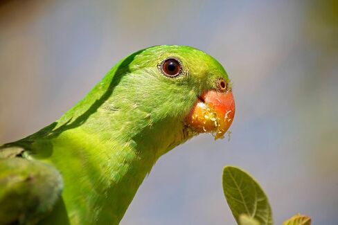 تامرون عدسة 70-300 مم AF70-300mm F/4-5.6 Di LD Macro 1:2 لكاميرا كانون، A17E in Saudi Arabia