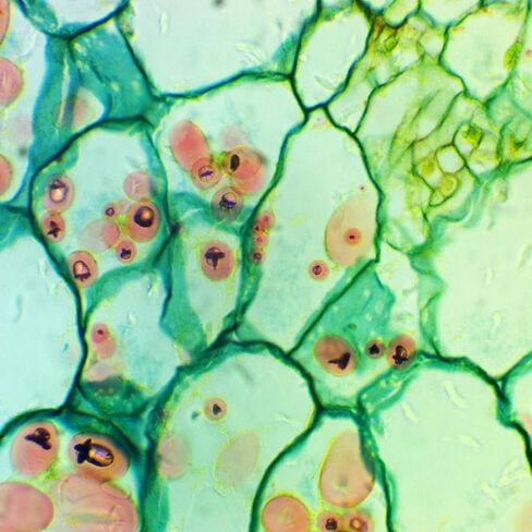 OMAX 40X-1600X Compound Binocular Biological Microscope with Kohler Illumination in Saudi Arabia
