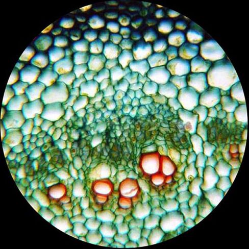 AmScope M130-LED Compound Monocular Microscope, WF10x Eyepiece, 40x-400x Magnification, Brightfield, LED Illumination, Plain Stage, Cordless Operation with Rechargeable Batteries in Saudi Arabia