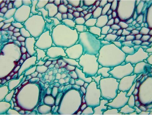 OMAX 40X-2000X Compound Binocular Biological Microscope with 9.0MP USB Digital Camera in Kuwait