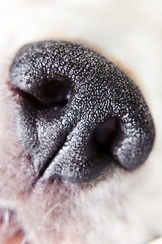 Nikon D610 10x High Definition 2 Element Close-Up (Macro) Lens (67mm) in Saudi Arabia