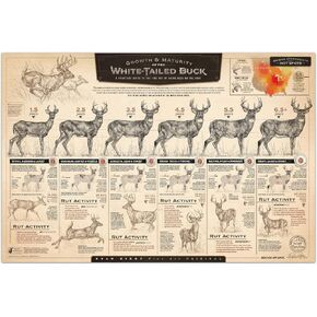 "The Growth and Maturity of the White-tailed Buck" Paper Print in Saudi Arabia