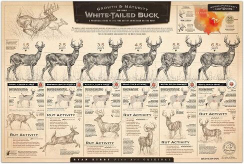 "The Growth and Maturity of the White-tailed Buck" Paper Print in Saudi Arabia